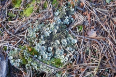 HQX_1